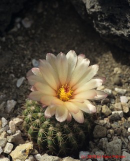 Notocactus cv. CHP63